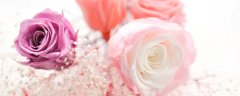 送百合和玫瑰花束代表什么 玫瑰加百合的花束花语是什么意思