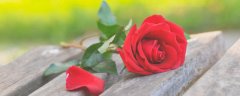红色玫瑰代表什么花语 红色玫瑰寓意和花语