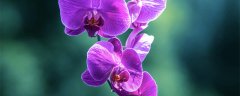 紫罗兰花的花语是什么 紫罗兰花的花语是什么呢