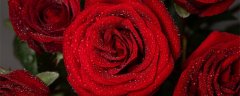 红色玫瑰花语是什么意思 红色玫瑰花语是什么