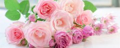 粉色玫瑰代表什么花语 粉色玫瑰的特征