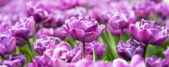 紫色郁金香的花语 紫色郁金香的花语是什么