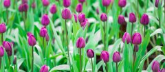 紫色郁金香花语 紫色郁金香的花语是什么