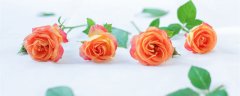 橘玫瑰的花语是什么意思 橘色玫瑰的花语是什么意思