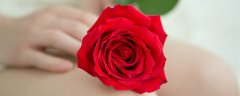一朵玫瑰花代表什么意思 一朵玫瑰花的花语