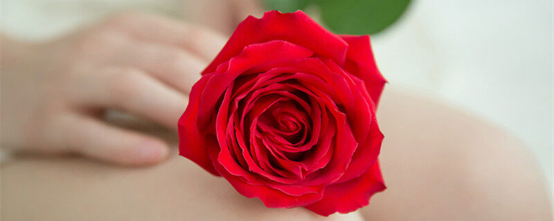 摄图网_500362764_banner_一朵红色玫瑰放在年轻女性的双腿上（企业商用）1.jpg