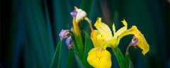 黄鸢尾花的寓意和花语 鸢尾花的花语