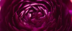 紫色玫瑰花语 紫色玫瑰的花语