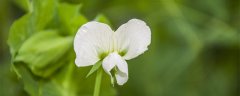 香豌豆花的花语 香豌豆花的花语是什么