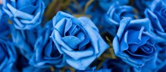 蓝色妖姬的花语是什么意思 蓝色妖姬的花语什么意思