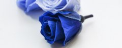 蓝玫瑰花语是什么意思 蓝玫瑰的花语是什么意思