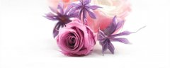 紫色海洋之歌的花语 玫瑰的寓意