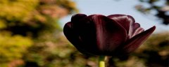 黑色郁金香的花语 黑色郁金香的花语是什么