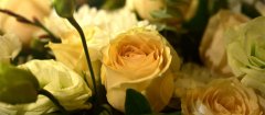 黄玫瑰的花语是什么 黄玫瑰的花语是什么呢