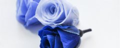 碎冰蓝玫瑰花语和寓意 碎冰蓝玫瑰的象征