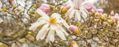 木兰花的花语和寓意是什么 木兰花语是什么意思