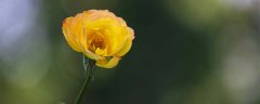 黄月季花的花语和寓意 月季花的花语是什么