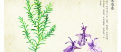 迷迭香的花语 迷迭香的花语是什么