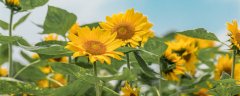 太阳花的花语是什么 太阳花的花语是什么呢