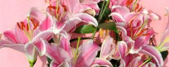 粉色百合花的花语和寓意 粉色百合花的花语