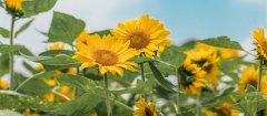 太阳花的花语 太阳花的花语是什么