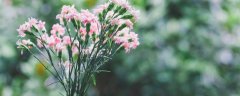 康乃馨的花语 康乃馨的花语是什么