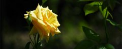 黄玫瑰的花语和寓意