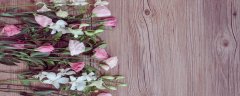 桔梗花的花语是什么？