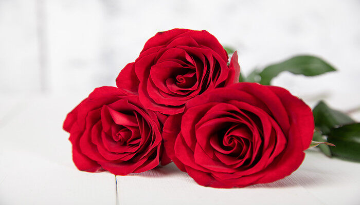 红色玫瑰代表什么花语 红色玫瑰寓意和花语