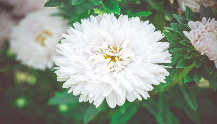 白雏菊的花语是什么意思 白色的雏菊花花语