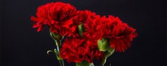 红色的康乃馨的花语是什么