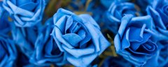 碎冰蓝玫瑰的花语是什么