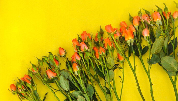 橙色泡泡多头玫瑰的花语 橙色泡泡多头玫瑰的花语是什么