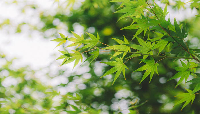 绿色植物 (5).jpg