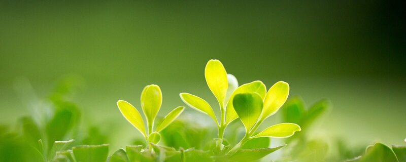 绿色植物 (3).jpg