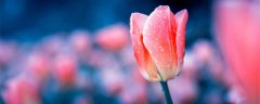 粉色郁金香的花语和寓意
