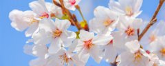 樱花的花语是什么象征