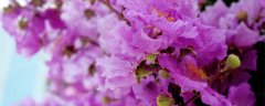 紫薇花的花语和传说