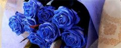 蓝玫瑰花语：独一无二 敦厚善良