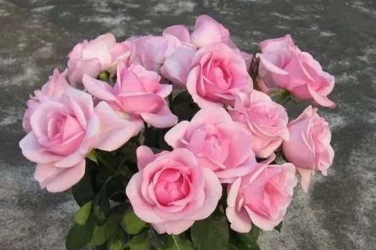 粉雪山玫瑰花语寓意为高贵和优雅 粉雪山玫瑰花的种植方法