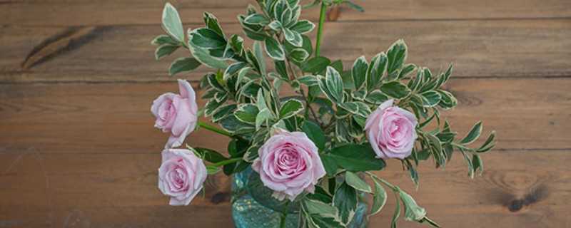 粉雪山玫瑰花语寓意为高贵和优雅 粉雪山玫瑰花的种植方法