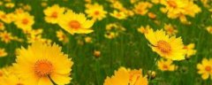 大花金鸡菊是多年生 大花金鸡菊的花语