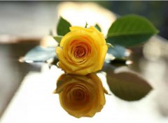 黄玫瑰的花语是什么，纪念我们已逝的爱情_花语大全