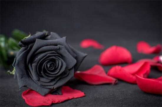 33朵玫瑰代表什么，爱你三生三世/生生世世的爱情：33朵玫瑰代表爱你三生三世 不同颜色33朵玫瑰的花语