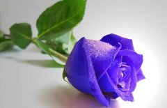紫玫瑰的花语是什么？紫玫瑰图片