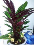 紫背竹芋的花语和象征代表意义是什么？