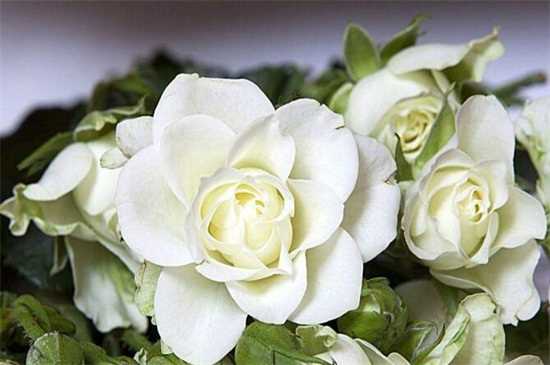 白玫瑰19朵代表什么，对爱的忍耐期待/一生一世只爱你：白玫瑰19朵的花语 白玫瑰的传说