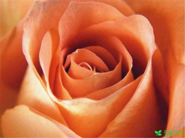 十二星座适合的不同颜色玫瑰的花语，我是粉玫瑰花你呢