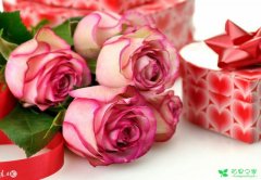 十二星座适合的不同颜色玫瑰的花语，我是粉玫瑰花你呢
