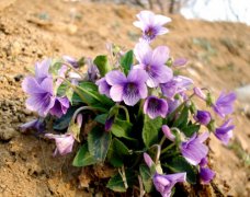 不同颜色紫罗兰的花语是什么？